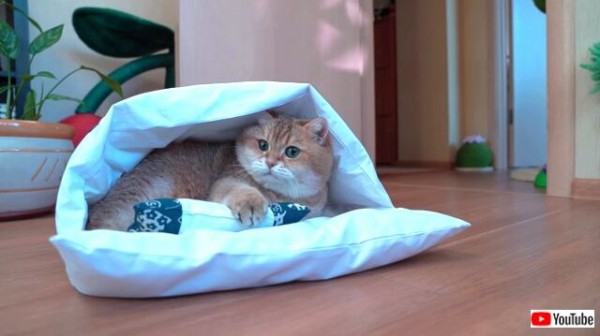 アイドル猫のホシコさん 日本のお布団を試してみた 気に入ってくれたみたいだ マランダー