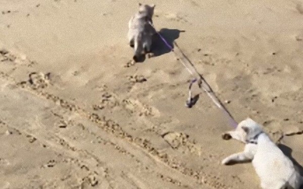 砂浜で猫がお散歩。しかし1匹がぐで猫だった？猫に散歩をさせる猫が 