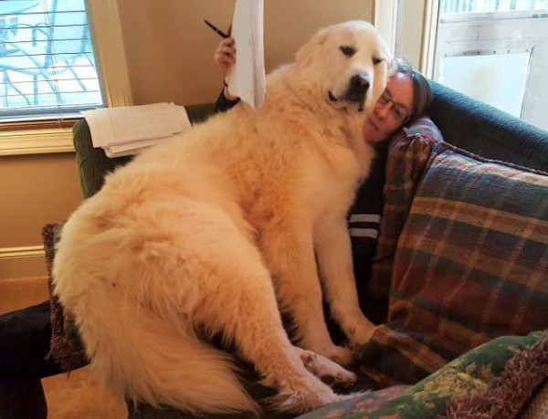 隣の犬は大きすぎた 大きくなっても甘えん坊な巨大犬たちファイナル マランダー