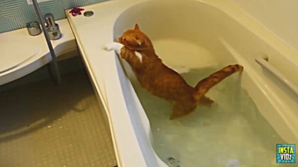 いや つい笑っちゃってごめん 猫と水の永遠の戦いを描いた動画総集編 マランダー