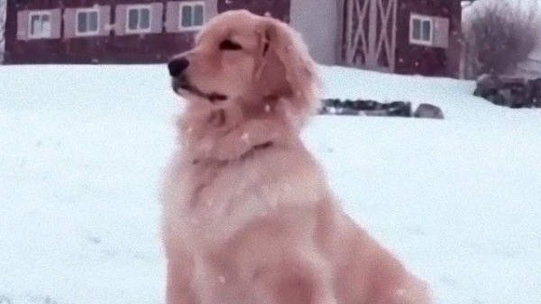 なんたるイケワン 雪の中凛々しい表情を見せた犬に関する海外の反応 マランダー