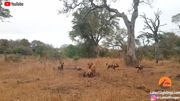 ヒョウとリカオンとハイエナ サバンナで繰り広げられたインパラを巡る三つ巴の争い 捕食シーンあり マランダー