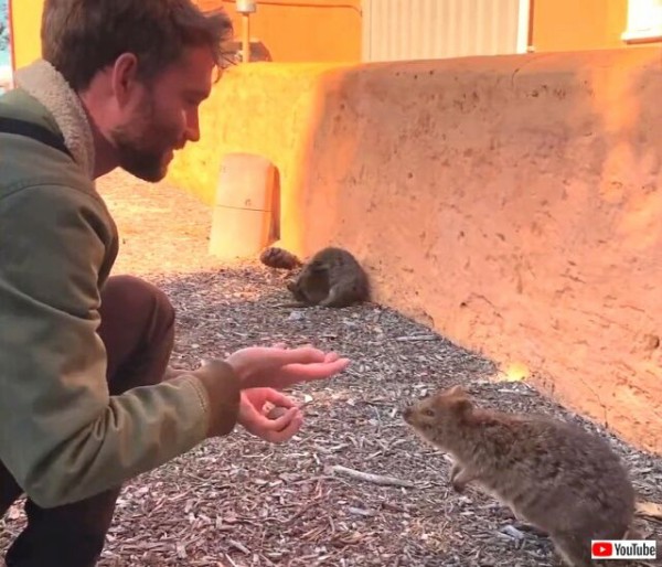 世界一幸せな動物 クオッカはジャグリングがお気に召したようだ マランダー