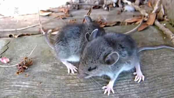 たまにはネズミを愛でてみよう これぞ小動物 という仕草とサイズが可愛かった件 マランダー