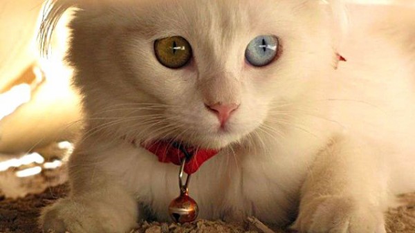 金目銀目の印象的な瞳たち オッドアイの猫たちをご覧ください マランダー