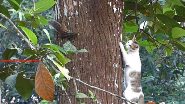 ここまでおいで 捕まりそうで捕まらない リスと猫の追いかけっこの結末やいかに マランダー