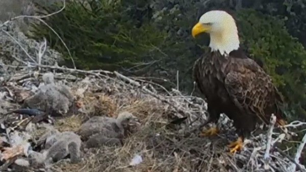 ハクトウワシ父さん 急な地震に驚くもしっかり子供たちを見守る マランダー
