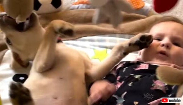 子犬と赤ちゃん このオモチャ大大大好き と 仲良く一緒にベビージムで遊ぶ マランダー