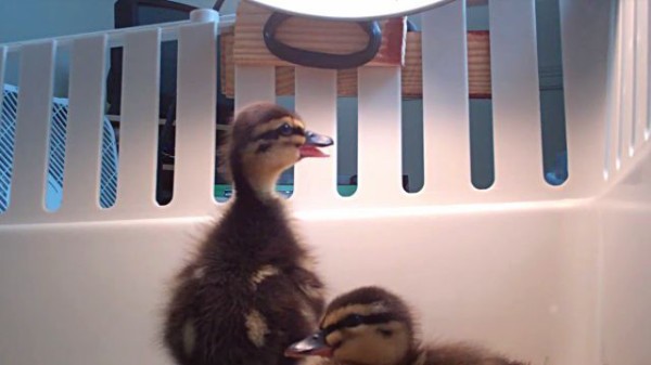 どこに行ったの 置いてかないで 飼い主がそばを離れると大声で呼ばわるアヒルのヒナ マランダー