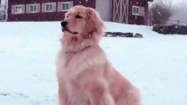 なんたるイケワン 雪の中凛々しい表情を見せた犬に関する海外の反応 マランダー