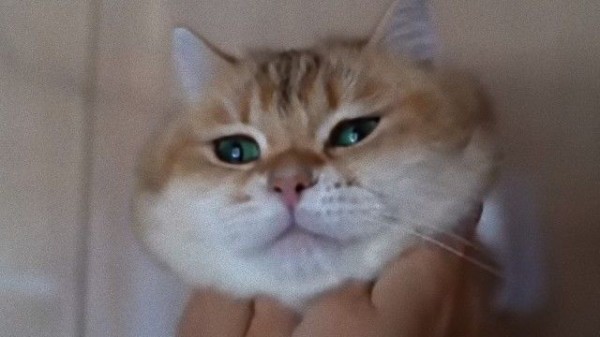 今日もあのアイドルキャットをお呼びしよう ホシコさんのほっぺたぷにぷに動画の癒し効果が絶大 マランダー