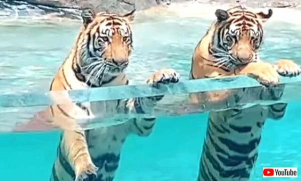 虎もライオンも水遊びが大好き 気持ち良過ぎ とプールを満喫するビッグキャットたち マランダー