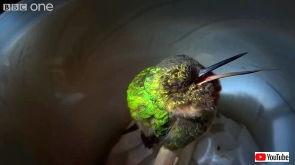 小鳥だってイビキをかく なんとびっくり ハチドリのイビキが超絶かわいい件 マランダー