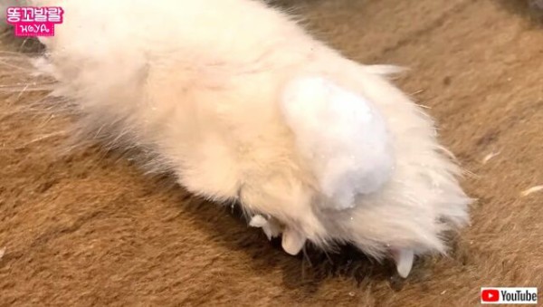 冬だ サモエドの季節がやって来た 雪の中を大はしゃぎで走り回る犬 マランダー