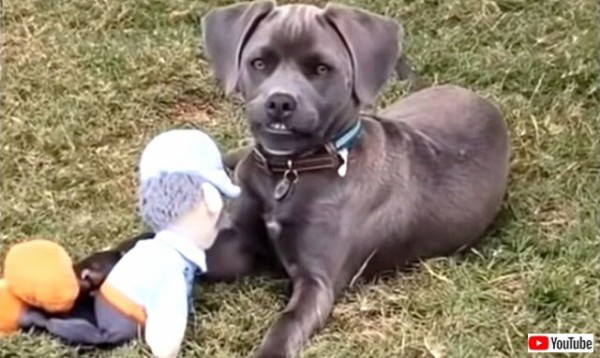 うちの犬がバグった 愉快なわんこズのやらかしちゃったかもしれないシーン総集編 マランダー