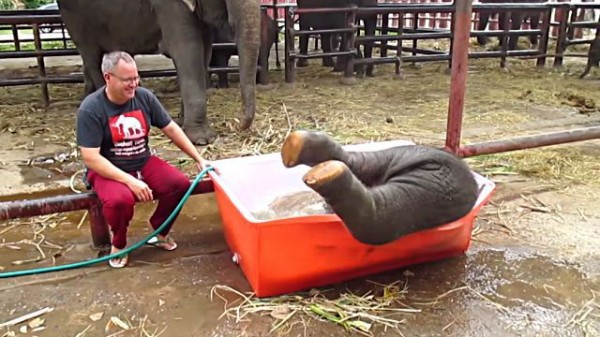 もっともっとお水かけてよ ゾウの赤ちゃん 小さなプールに大ハッスル マランダー