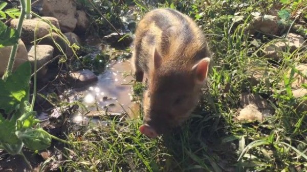 いっしょに遊ぼう いっしょに走ろう 犬とイノシシはベストフレンズ マランダー