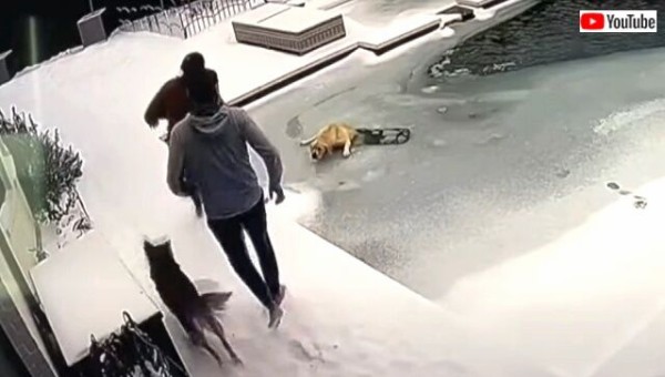 テキサス寒波 愛犬が氷にハマった 凍ったプールに落ちた犬を飼い主が無事救助 マランダー