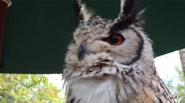 ホーホーだけじゃないし ベンガルワシミミズクの鳴き声が多彩な件について マランダー