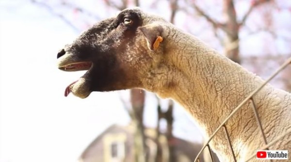 メェェ だったりベェェ だったり バラエティに富んだヤギの鳴き声総集編 マランダー