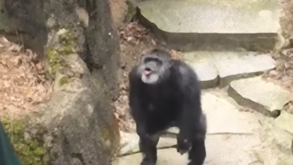 チンパンジーがおばあちゃんに自作のおみやげをぶつけた 糞投げ注意 マランダー