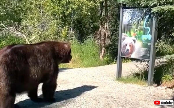 クマー ふむふむ なるほどわかった のか 公園内の看板を確認して去って行くヒグマの行動が謎な件 マランダー