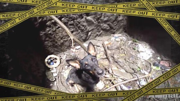 大丈夫 すぐ行くからな 穴に落ちた犬の救助物語 マランダー