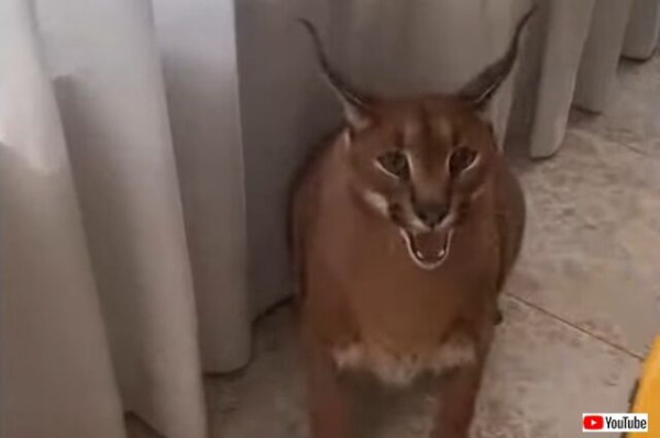 カメラ嫌いのカラカル 写さないで とお怒りモードで威嚇してきた マランダー