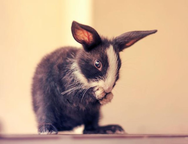 ウサギの赤ちゃんが生まれた 赤ちゃんウサギの生後30日間を撮影した成長記録を見てみよう マランダー