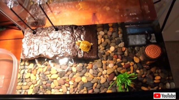 カメの赤ちゃんのお引越し いつもの池で見つけた子ガメに水槽のおうちを用意してみた マランダー