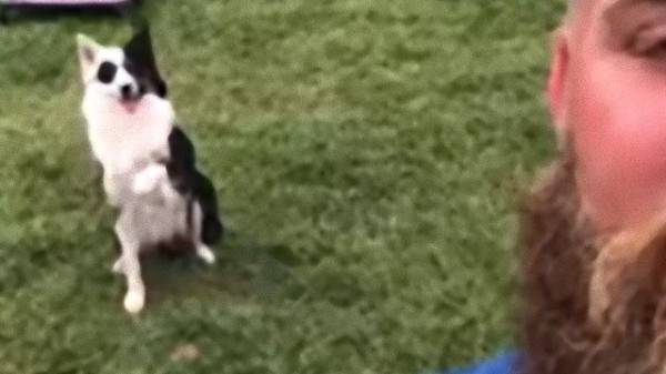 セルフィ もばっちり うしろ向きの飼い主の命令にも従える 未来のk9ドッグ マランダー セルフィ もばっちり うしろ向きの飼い主の命令にも従える 未来のk9ドッグ マランダー