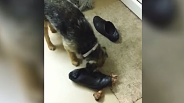 ここ掘れわんわん だがそれが室内だった場合 ごちそうを隠す犬たちの所業総集編 マランダー