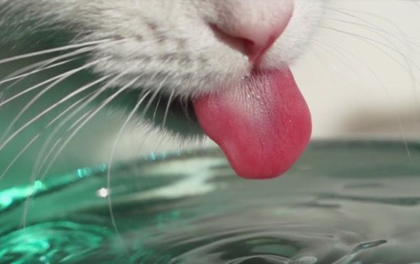 猫の舌はどうしてザラザラしているの 4k画質のペロペロ動画でその謎に迫る マランダー