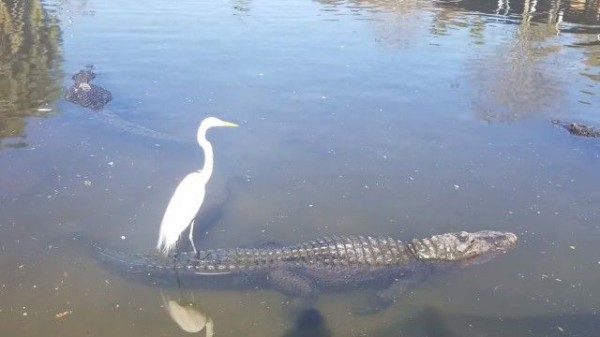 なんとも平和な日常的風景 フロリダで優雅にワニを乗りこなす鳥が発見されたらしい マランダー