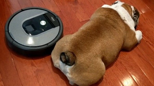 今日は転がってたいわけやし ルンバのお掃除攻撃に動じないイングリッシュブルドッグのボスコさん マランダー