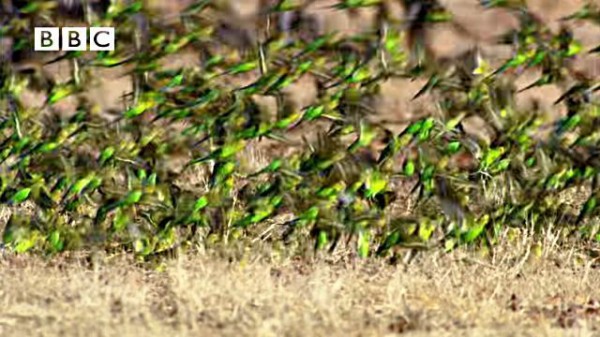 天空をおおいつくすインコの群れ 野生のセキセイインコの羽ばたきをご覧あれ マランダー