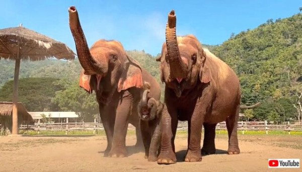 タイの赤ちゃん象 ちゃんと同じにできるんだから と ママたちの行動の真似をする マランダー