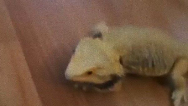 フトアゴヒゲトカゲに習う かさこそ運動リミックス マランダー