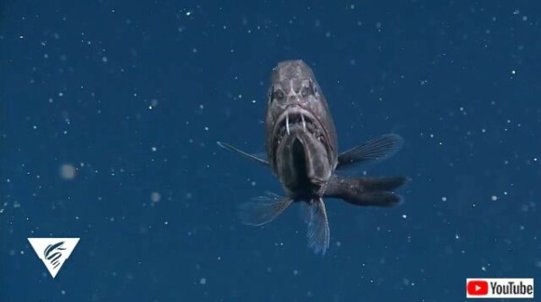 顔だけでも十分ホラー 海に棲む鬼 オニキンメ という魚を見てみよう マランダー 顔だけでも十分ホラー 海に棲む鬼 オニキンメ という魚を見てみよう マランダー