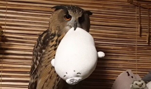 愛され力も猛禽力のうち ぬいぐるみを絶対に離さないフクロウ マランダー