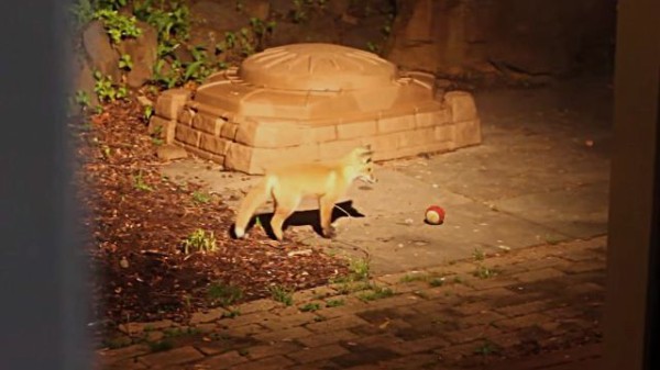 ボール遊び楽しいね 犬が庭に忘れたオモチャでこっそり遊ぶ子ギツネたち マランダー