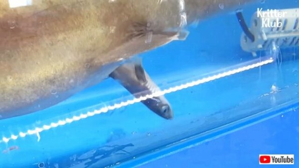 レストランで売り物のサメが出産 フトツノザメのお母さんと赤ちゃん 無事に海に帰る マランダー