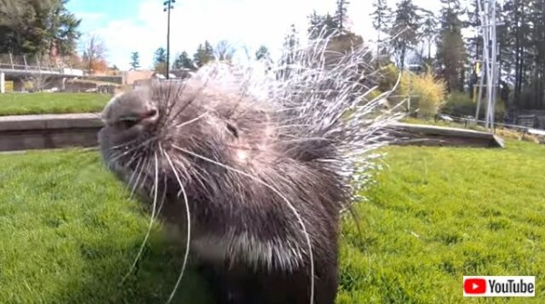 ヤマアラシの動物園見学ツアーに密着 うきうきスキップで探検する様子がベリーキュート マランダー