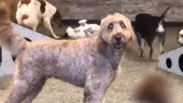 犬の保育施設の一日を映してみた そこにいた何やら変わった様子の犬を見たreddit民の反応は マランダー