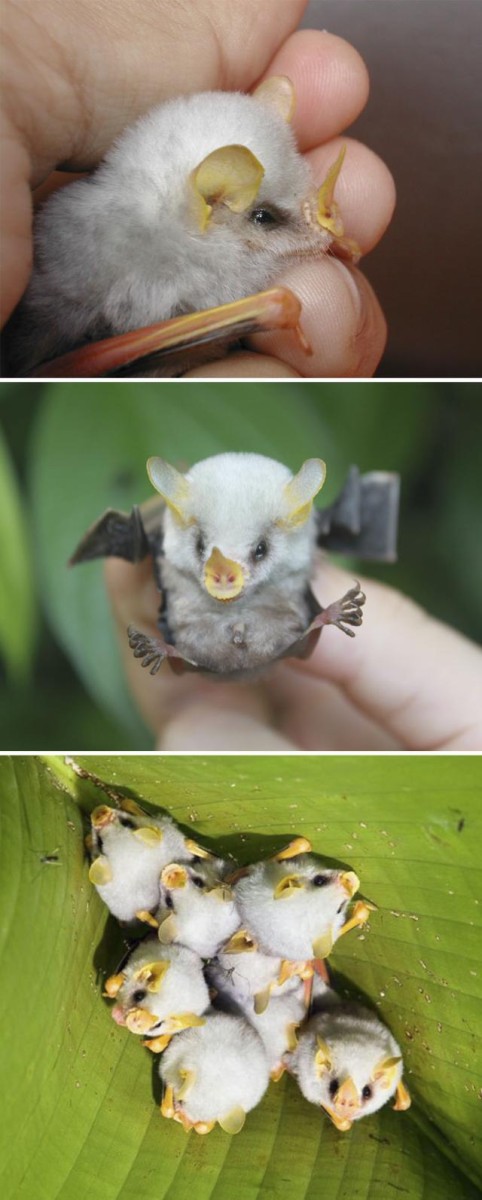 みんな違ってみんないい ちょっぴり珍しい動物の赤ちゃんズご紹介 マランダー