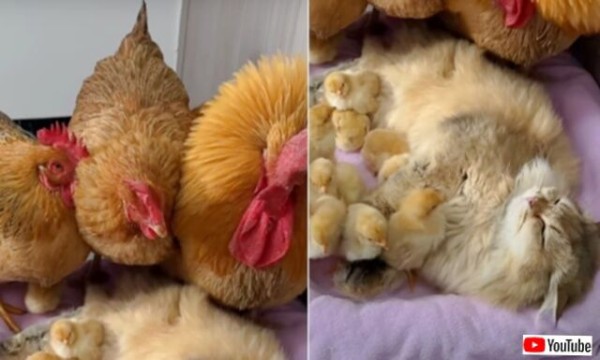 仲良しクリスマス☆にわとり&ヒヨコ