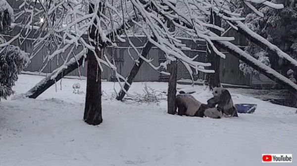雪舐
