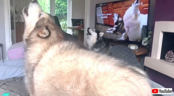 音量注意 画面の向こうの犬たちとカルテット 気持ちいいよね と遠吠えを楽しむマラミュートズ マランダー