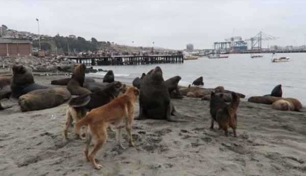 ガオー という吠え声がしっくりくる 海のライオン オタリアが野良犬に絡まれるの図 マランダー