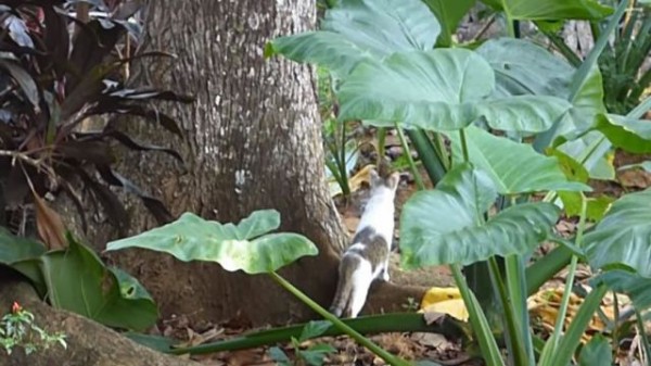 ここまでおいで 捕まりそうで捕まらない リスと猫の追いかけっこの結末やいかに マランダー